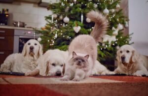 Pet Shipment
